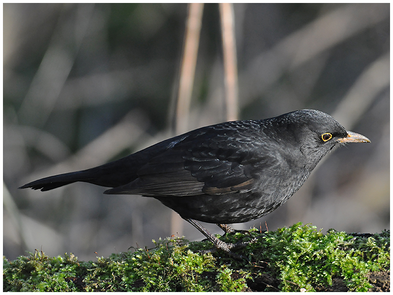 Amsel oder Schwarzdrossel - Turdus merula