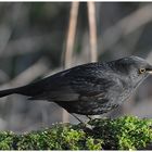 Amsel oder Schwarzdrossel - Turdus merula