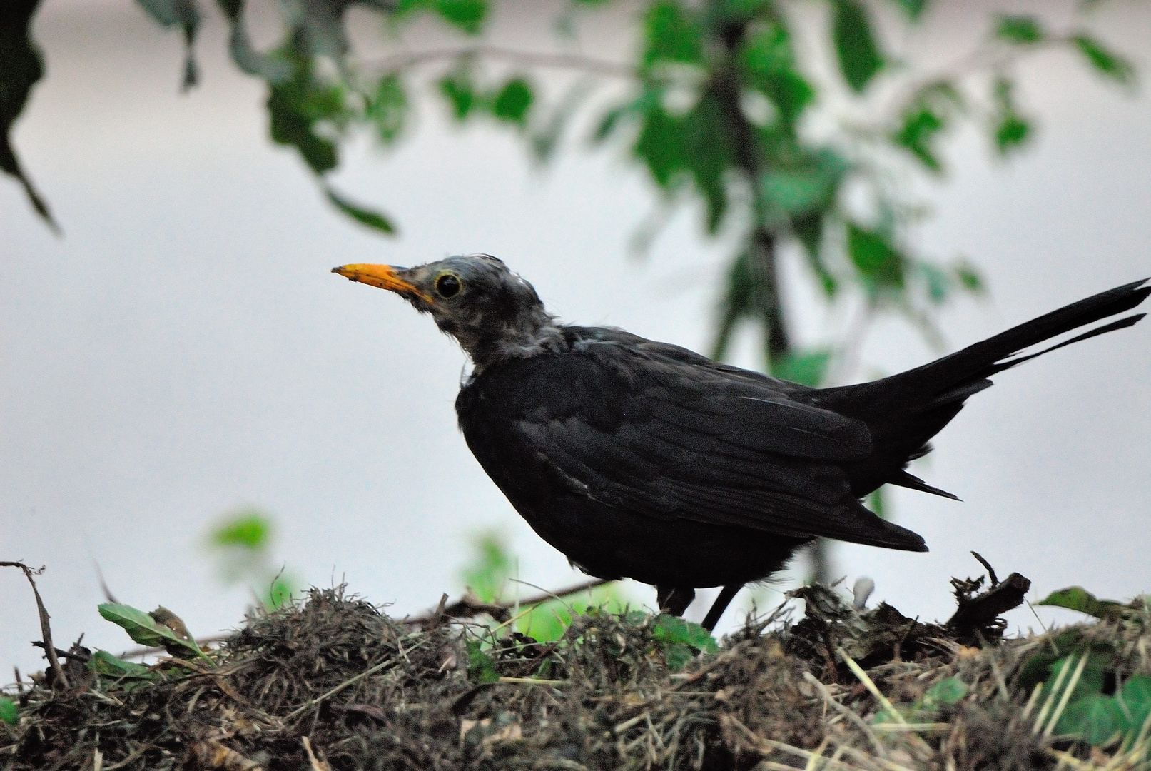 Amsel ohne Kopffedern