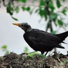 Amsel ohne Kopffedern