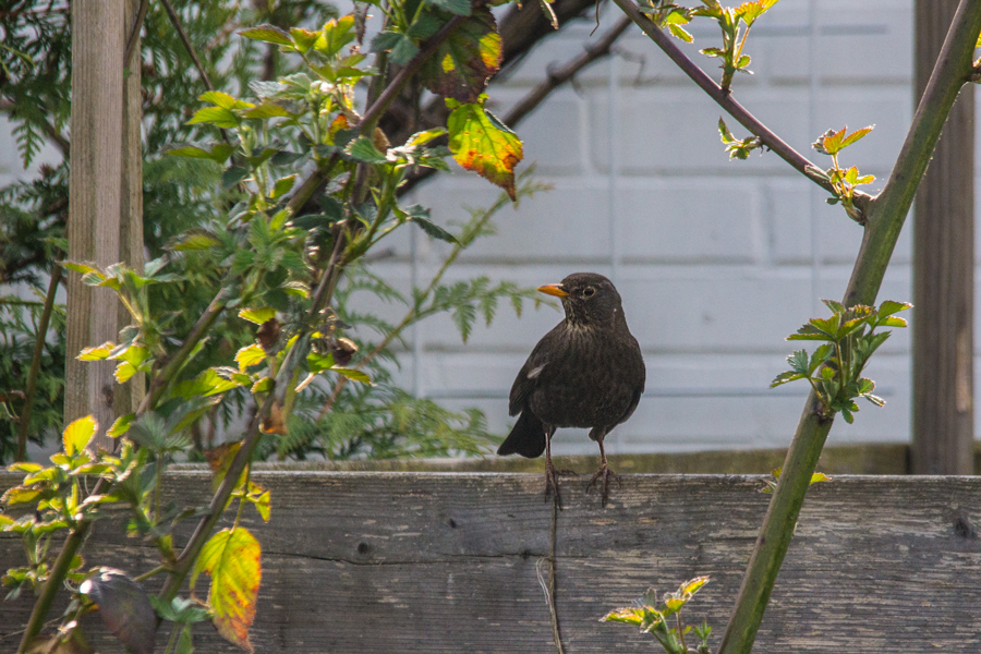 Amsel on Stage!