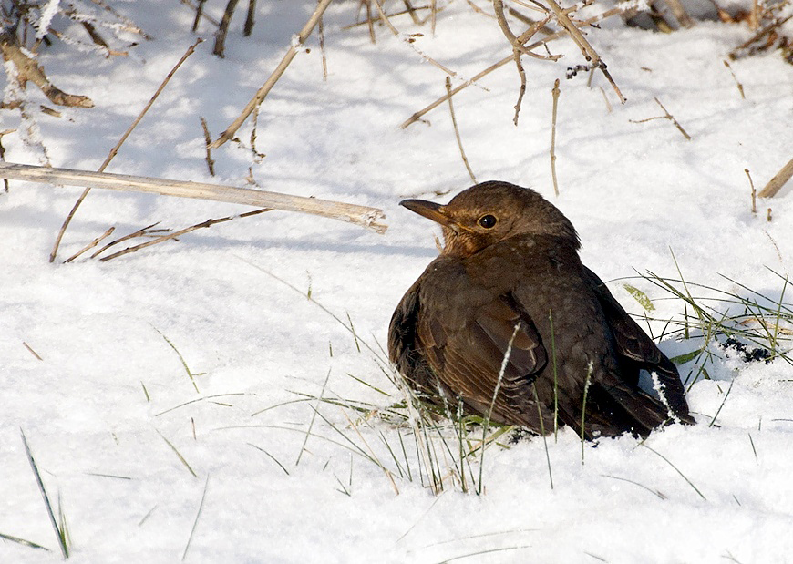 Amsel on the rocks