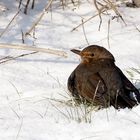 Amsel on the rocks