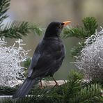 Amsel-Orginal