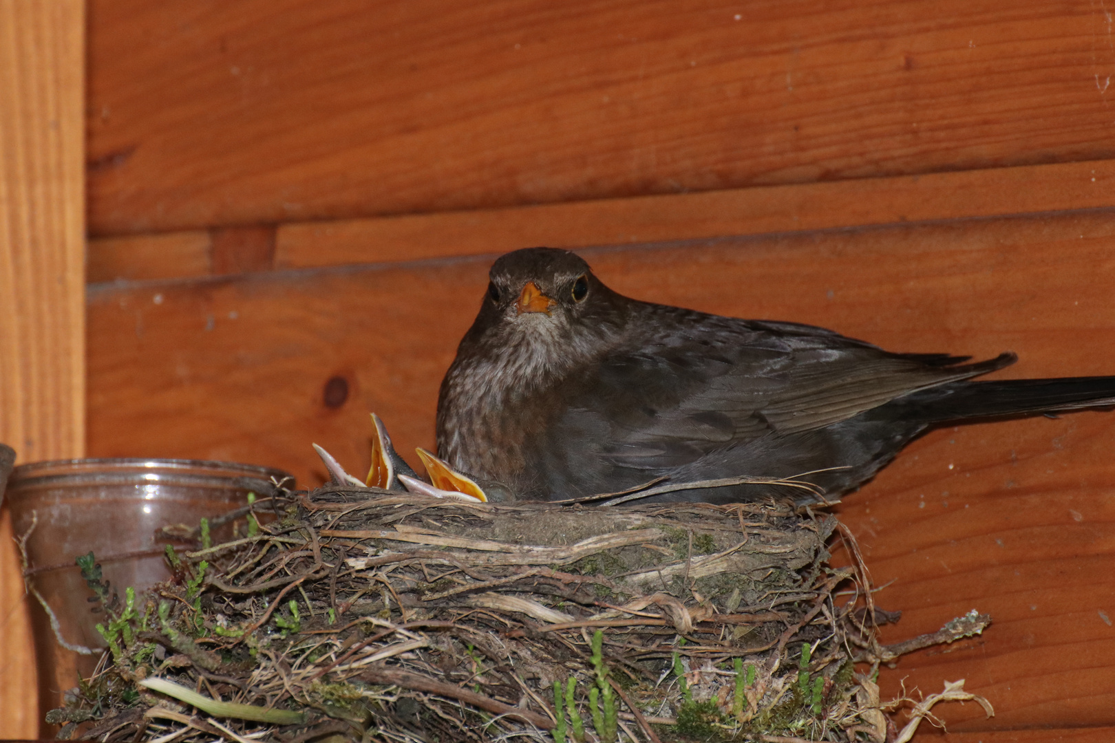 Amsel Paar beim Aufziehen der Jungen