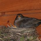 Amsel Paar beim Aufziehen der Jungen