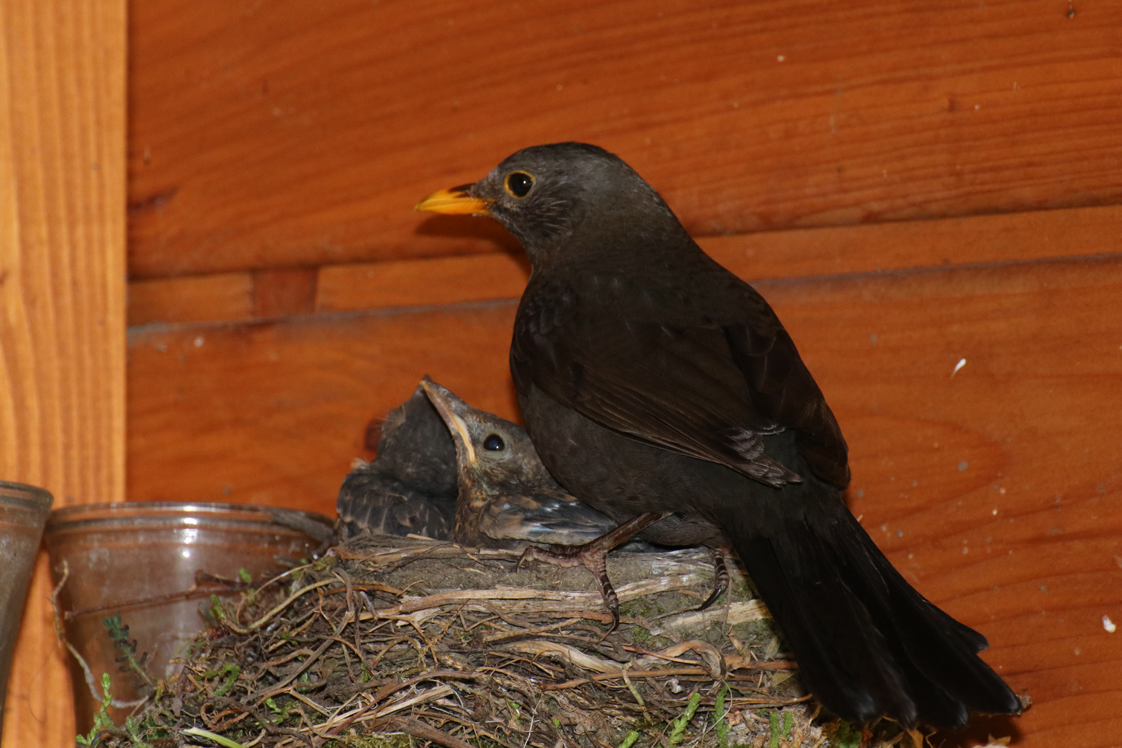 Amsel Paar beim Aufziehen der Jungen