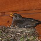 Amsel Paar beim Aufziehen der Jungen