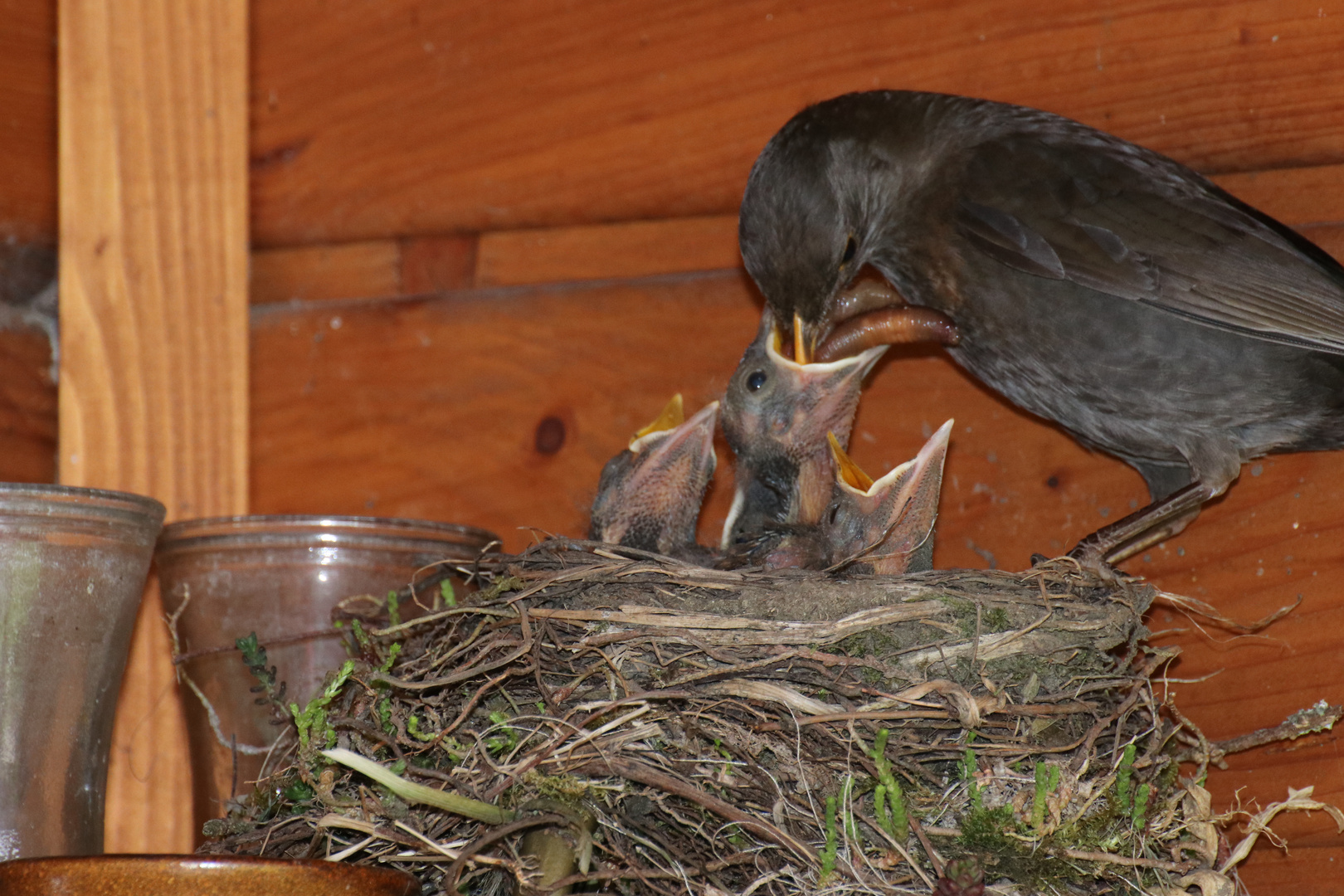 Amsel Paar beim Aufziehen der Jungen