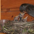 Amsel Paar beim Aufziehen der Jungen