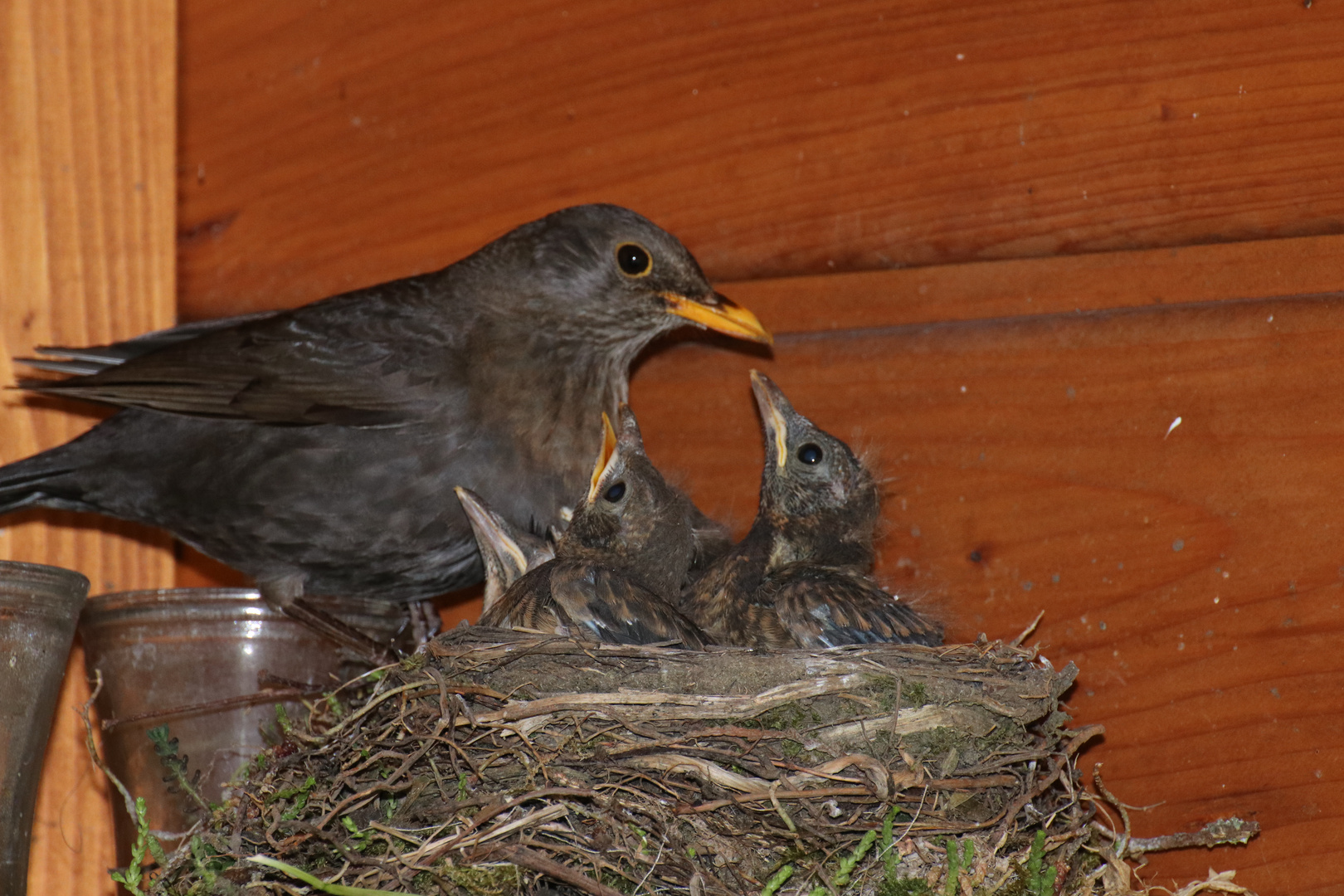 Amsel Paar beim Aufziehen der Jungen