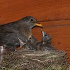 Amsel Paar beim Aufziehen der Jungen