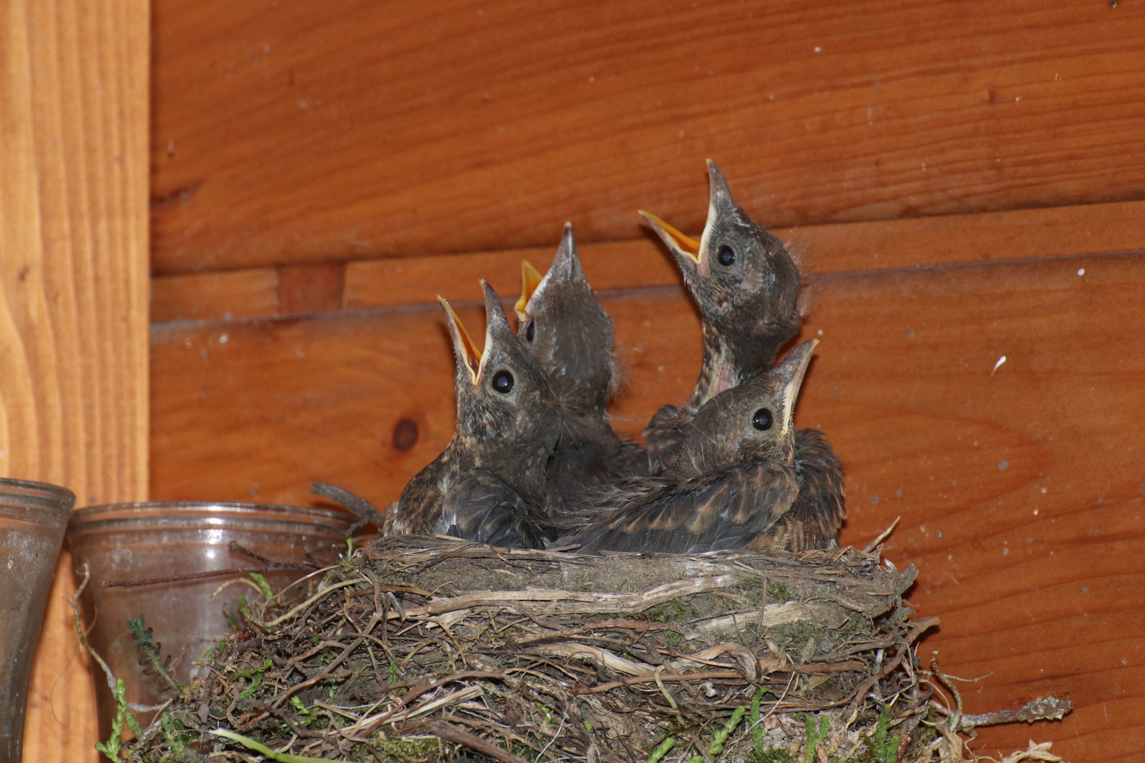 Amsel Paar beim Aufziehen der Jungen