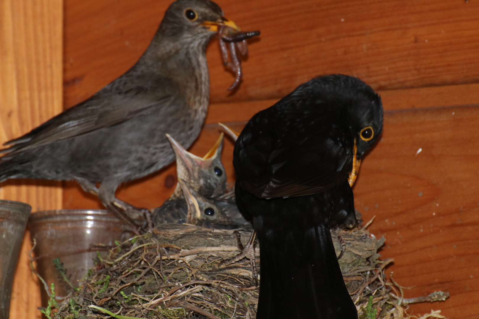 Amsel Paar beim Aufziehen der Jungen