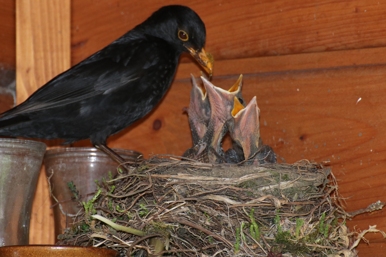 Amsel Paar beim Aufziehen der Jungen