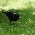 Amsel Papa mit Beute für die Kleinen 