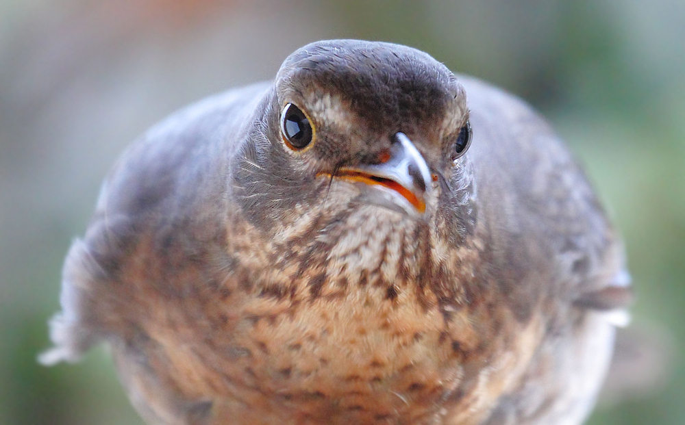 Amsel Portät mit ISO 3200