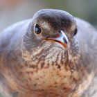 Amsel Portät mit ISO 3200