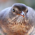 Amsel Portät mit ISO 3200