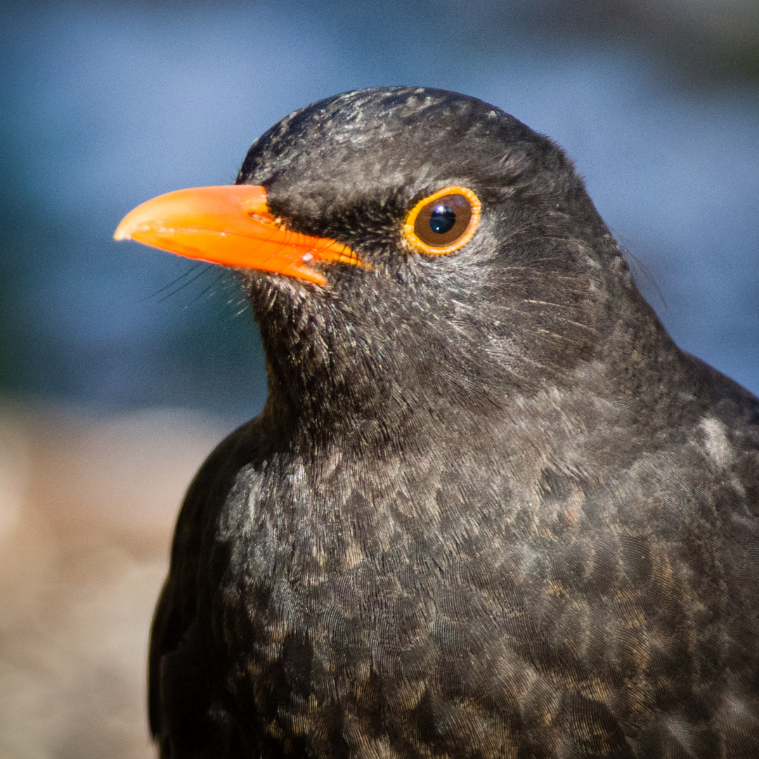 Amsel Porträt