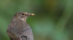 Amsel-Portrait