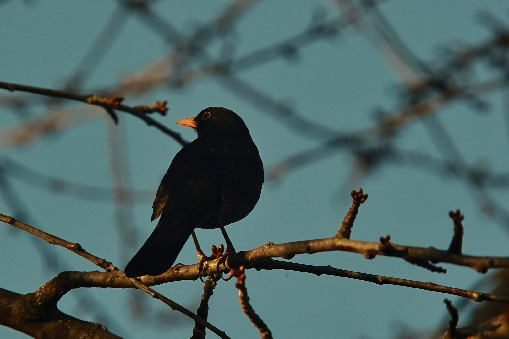 Amsel Portrait