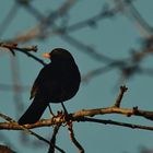 Amsel Portrait