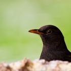 Amsel Portrait