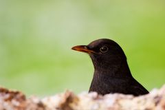 Amsel Portrait