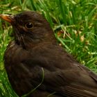 Amsel-Portrait