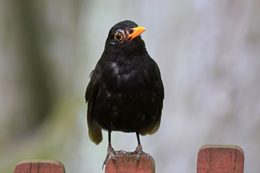 Amsel Portrait