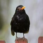 Amsel Portrait