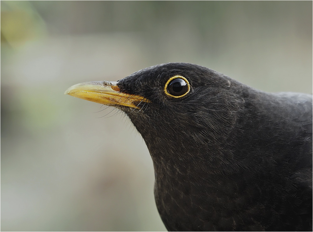 Amsel Portrait