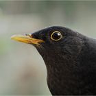 Amsel Portrait