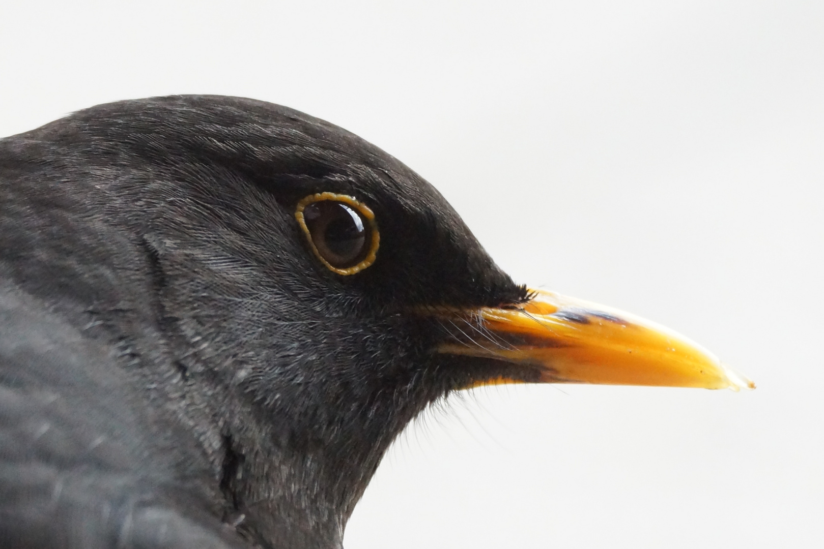 Amsel Portrait