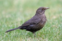 Amsel-Posing