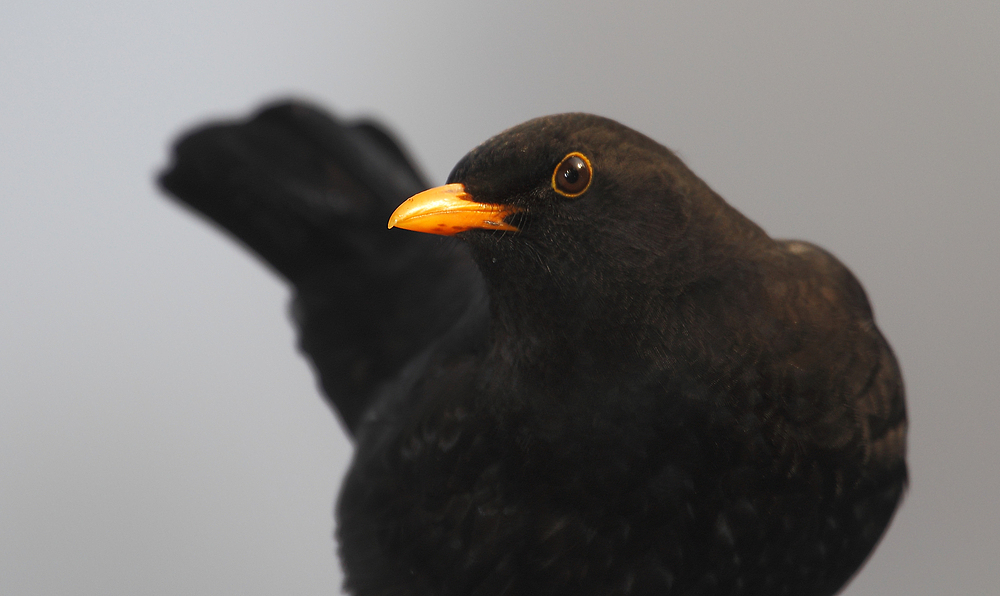 Amsel - Profil