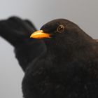 Amsel - Profil