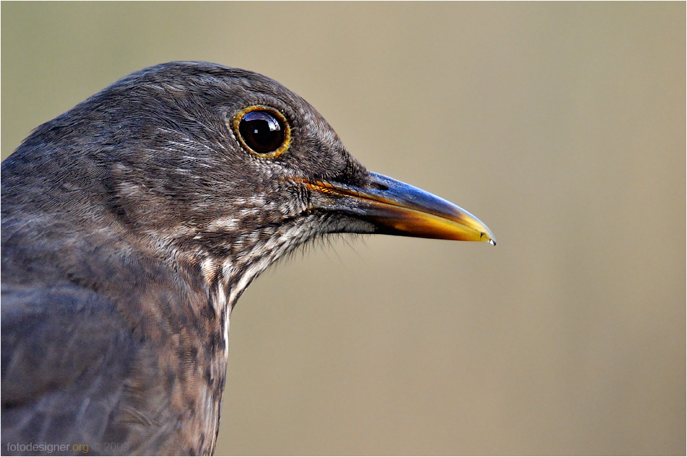 « Amsel Profilportrait »