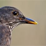 « Amsel Profilportrait »