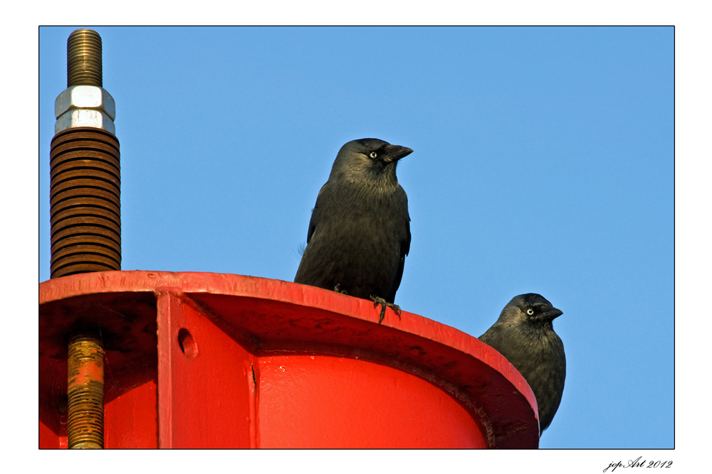 Amsel, Rostel, Fink und Star...