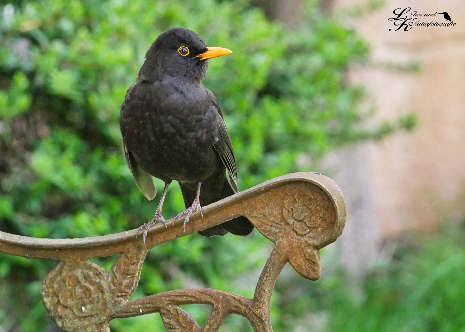 Amsel ruht sich aus 