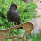 Amsel ruht sich aus 