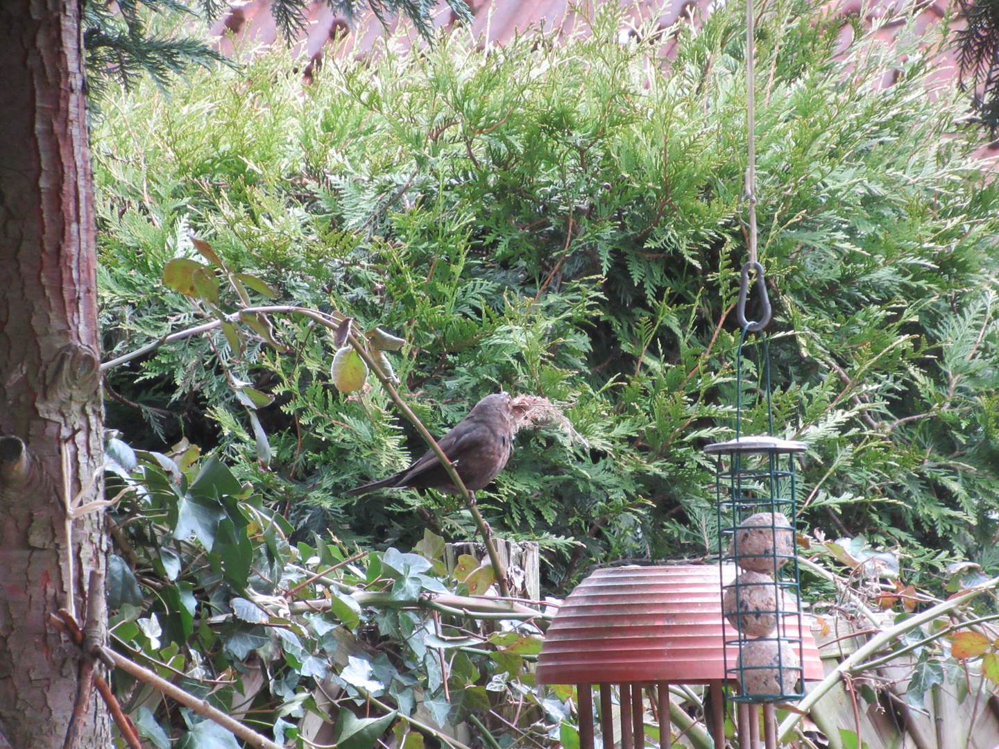 Amsel sammelt Nestmaterial