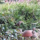 Amsel sammelt Nestmaterial