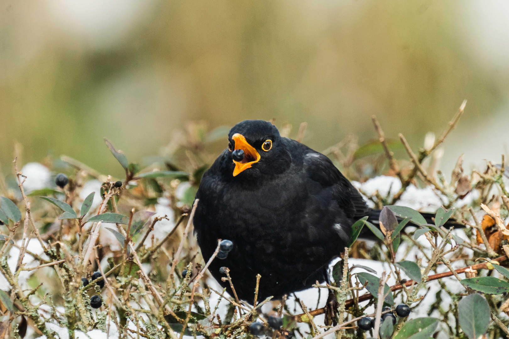 Amsel "Schnapp-Schuss"