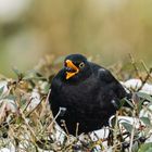 Amsel "Schnapp-Schuss"