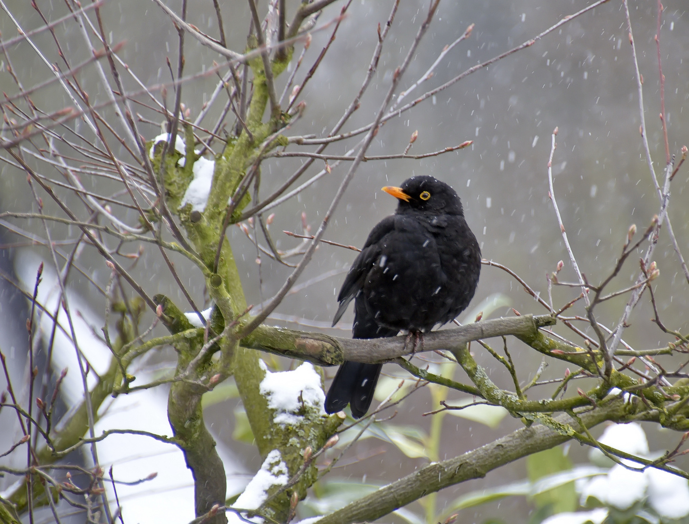 Amsel +Schneeflocken