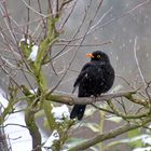 Amsel +Schneeflocken