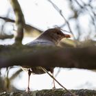 Amsel schüchtern